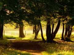 в лесу есть грязный путь с деревьями с обеих сторон