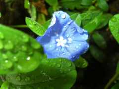 Цветы, синий, лист