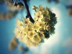 на нем есть дерево с белыми цветами и голубое небо