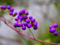 природа, фиолетовые, branch