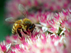 пчела, нектар