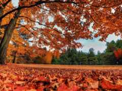 лист, осень, дерево