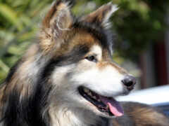 собака с длинными волосами, сидящая в задней части автомобиля