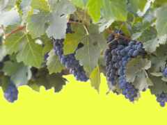 виноград, скопление, синий