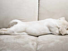 белая собака лежит на диване с головой на подушке