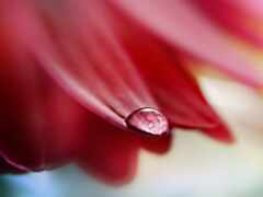 закрытие капли воды на цветок