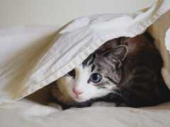одеяло, под, кот