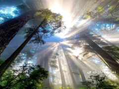 солнечный свет сияет сквозь деревья в лесу с туманом