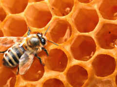пчелы, пчелка, соты