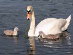 в воде плавают два лебедя и младенец-лебедь