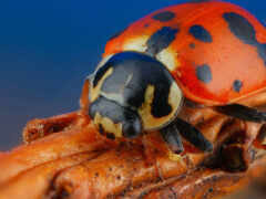 ladybug, жук, насекомое