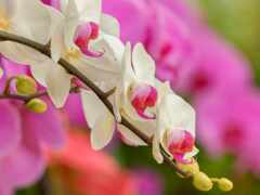 мотылек, орхидея, вырасти