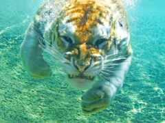 в воде плавает тигр с открытым ртом