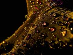 арафа с золотыми и красными драгоценностями на теле