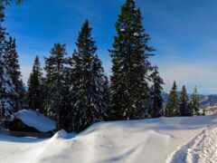 снег, дерево, зима