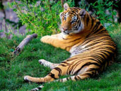 тигр, животное, трава