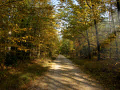 осень, дорога, лес