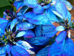 синий, puansetii, цвет