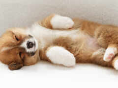 есть маленькая собака, которая лежит на спине