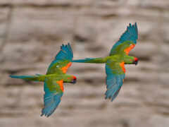 macaw, пара, красный