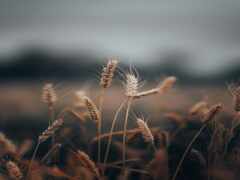 есть пшеница, которая растет в поле