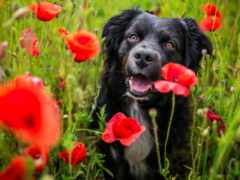 есть собака, которая сидит в поле цветов