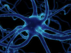 нейрон, сеть