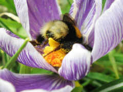 пчелка, цветы, bumble