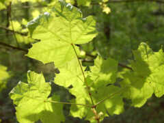 в лесу есть большое дерево