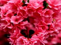 есть крупный план розового цветка с зелеными листьями