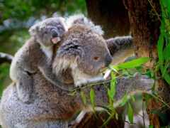 коала, ли, разместить