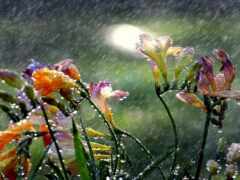 дождь, цветы, день