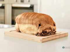 есть собака, которая сидит на буханке хлеба