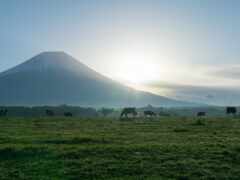 коровы пасутся в поле с горой на заднем плане