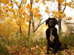 в лесу сидит черная собака с листьями