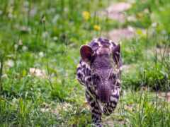 tapir, baby, совсем