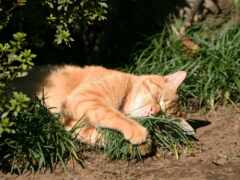 есть кошка, которая лежит в траве