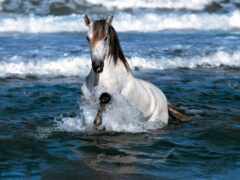лошадь в воде