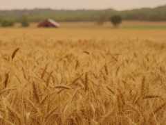 пшеница, поле, природа