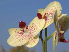ласки, панталла, орхидея