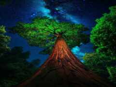 дерево с зеленым навесом и звездным небом