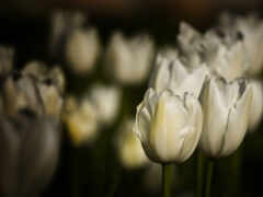 тюльпаны, белые