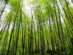 бамбук, зелень, лес