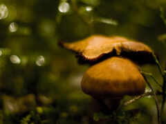 mushroom, images, макро
