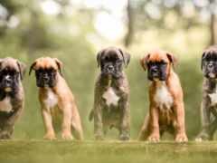 четыре щенка боксера стоят в ряд на бревне