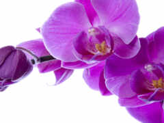 фотопанно, орхидеи, доставка