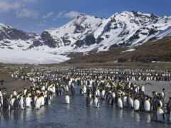 пингвайн, юг, антарктида