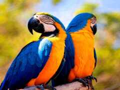 попугай ара, желтый, синий