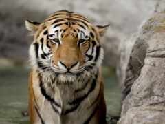 тигр, взгляд, морда