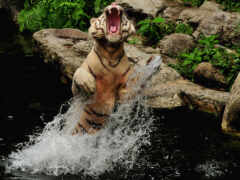 тигр, вода, прыжок